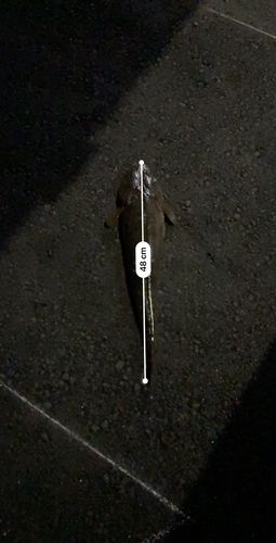 マゴチ