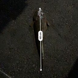 マゴチ