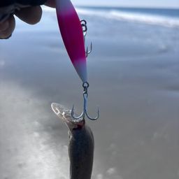 ヒラメ