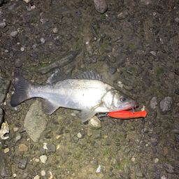 セイゴ（ヒラスズキ）