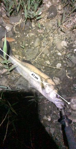 フッコ（ヒラスズキ）の釣果