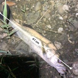 フッコ（ヒラスズキ）