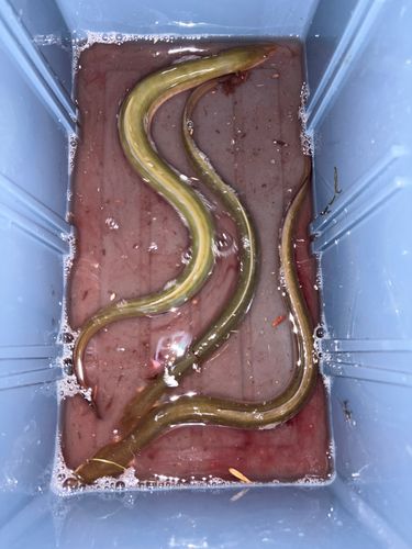 ウナギの釣果