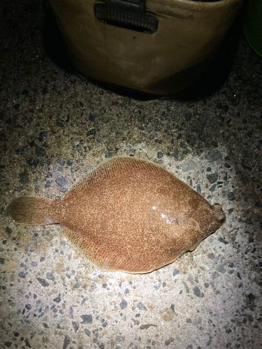カレイの釣果