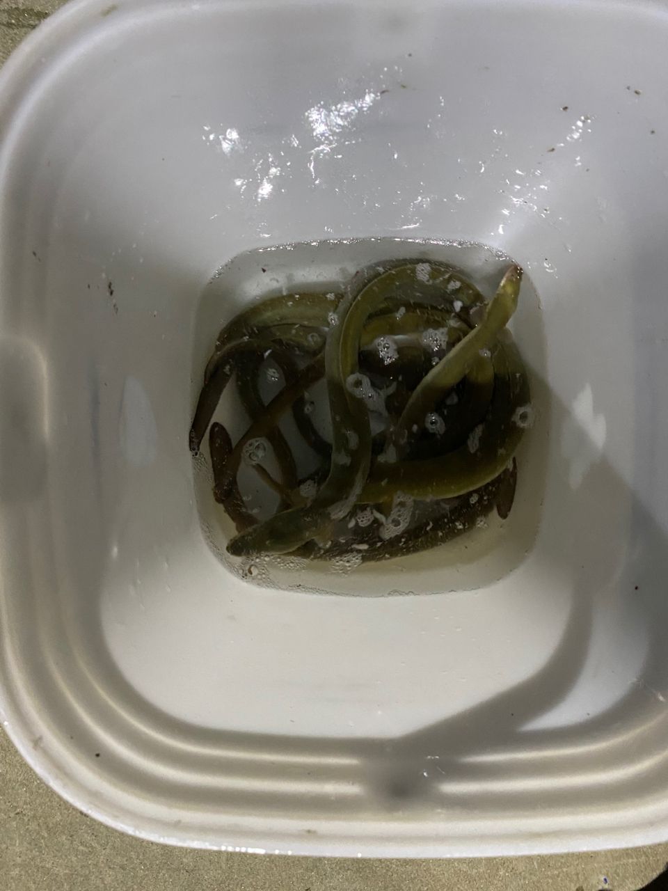 ウナギ
