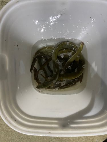 ウナギの釣果