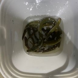 ウナギ