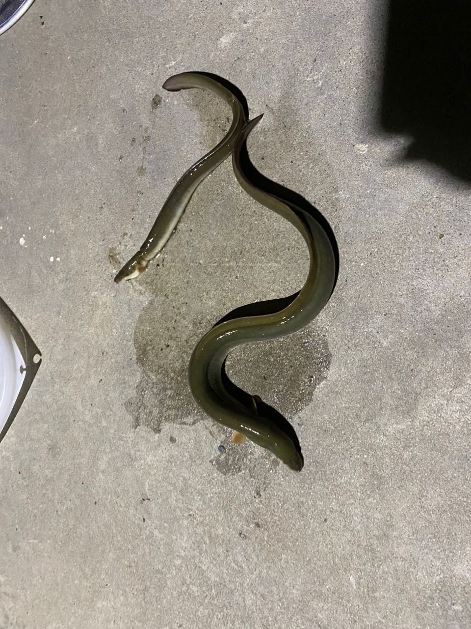 ウナギ