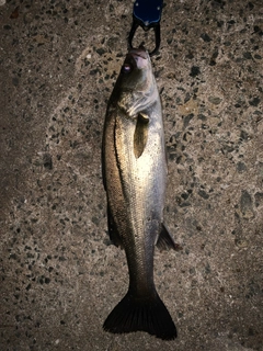 セイゴ(マルスズキ)の釣果