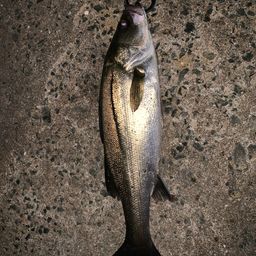 セイゴ（マルスズキ）