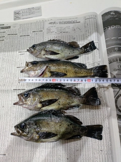 メバルの釣果