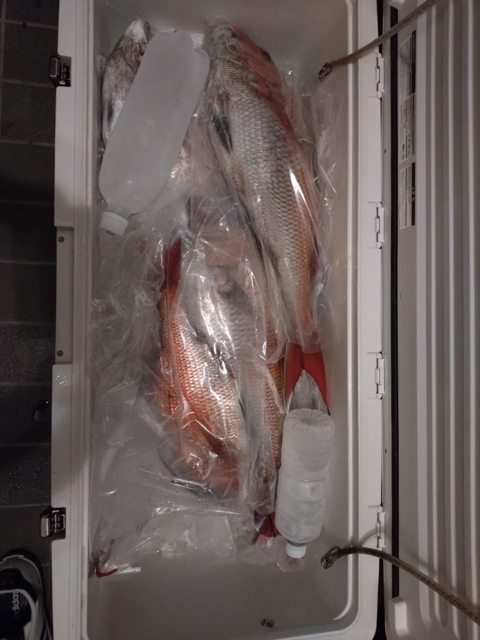 アングラー28904956さんの釣果 2枚目の画像