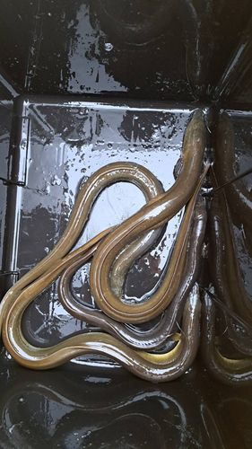 ニホンウナギの釣果