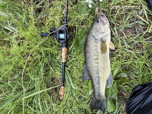 ブラックバスの釣果