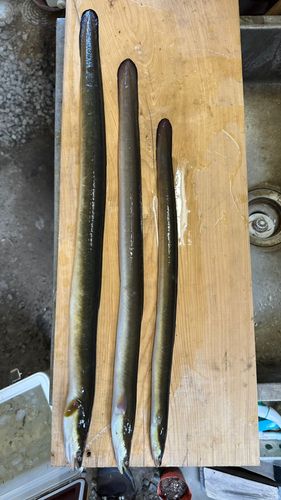 ニホンウナギの釣果