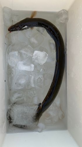 ニホンウナギの釣果