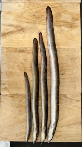 ニホンウナギの釣果