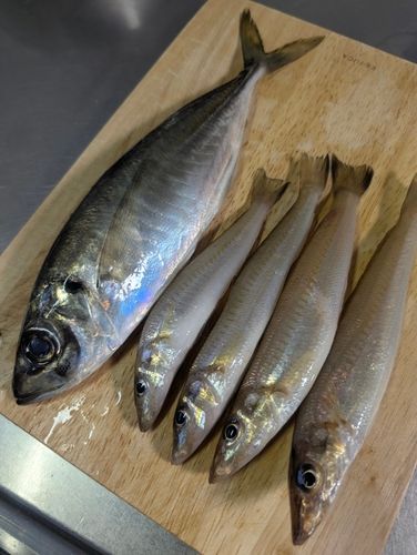 キスの釣果