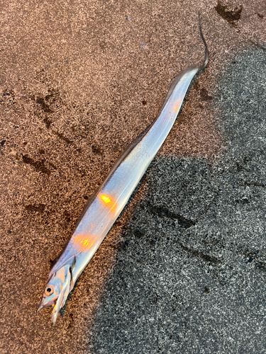 タチウオの釣果