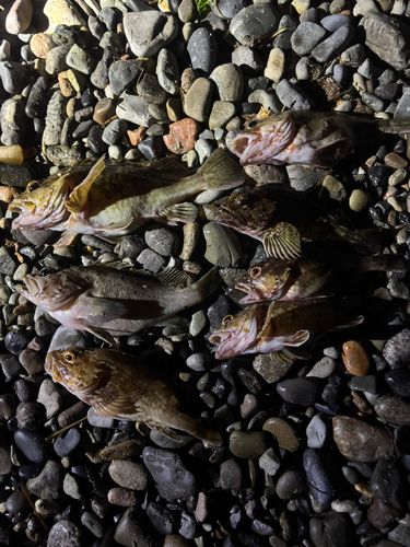 カサゴの釣果