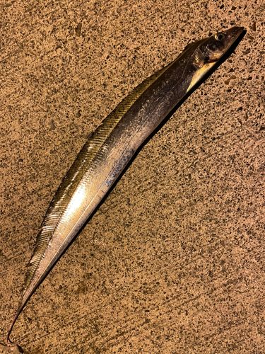 タチウオの釣果
