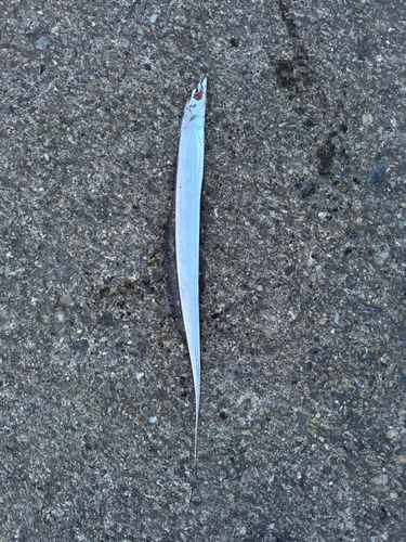 タチウオの釣果