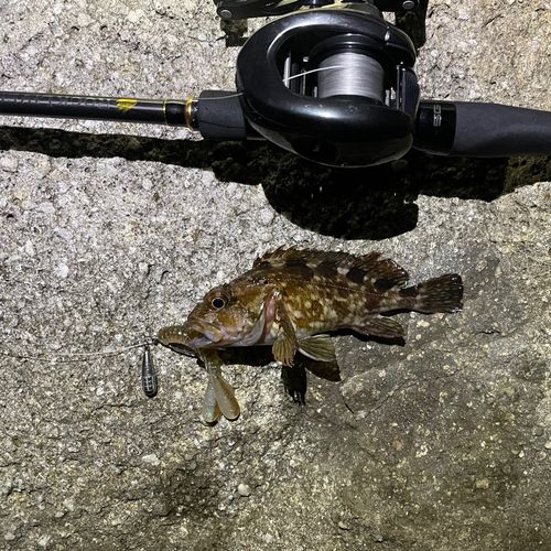 カサゴの釣果