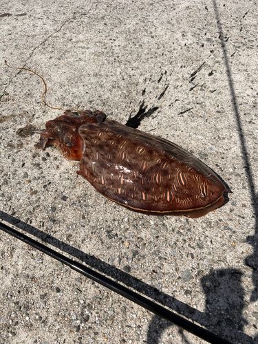 モンゴウイカの釣果