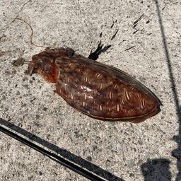 モンゴウイカ