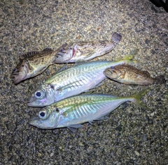 アジの釣果