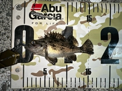 クロソイの釣果