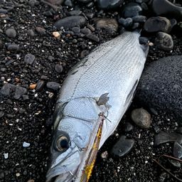 セイゴ(ヒラスズキ)