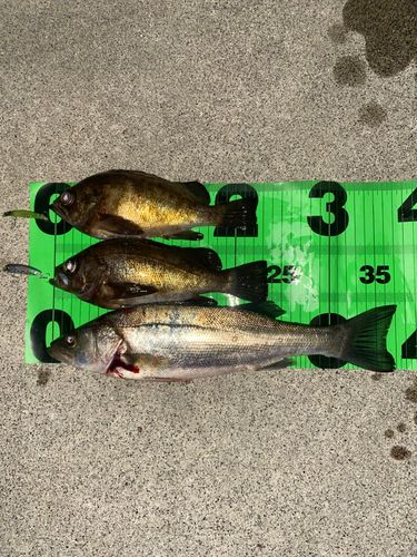 メバルの釣果