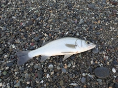 セイゴ(ヒラスズキ)の釣果
