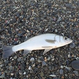 セイゴ（ヒラスズキ）