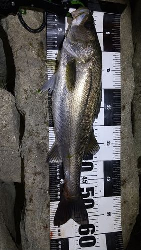 シーバスの釣果