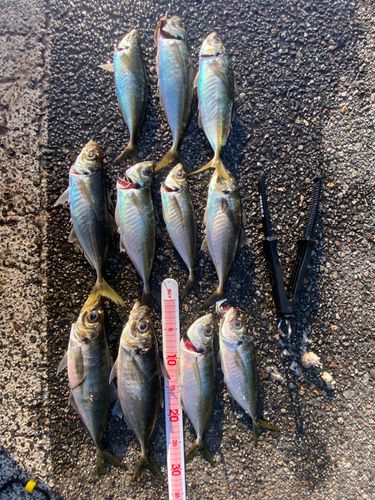 アジの釣果