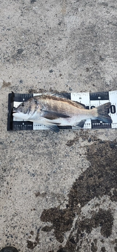 チヌの釣果
