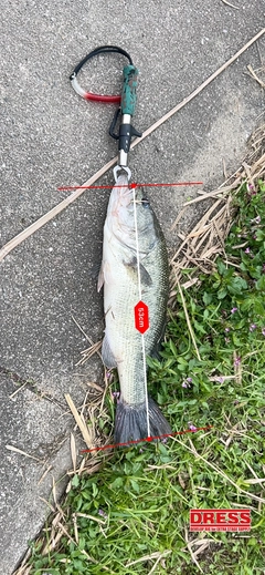 ブラックバスの釣果
