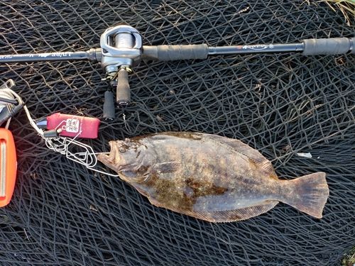 ヒラメの釣果