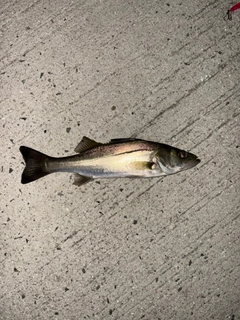 セイゴ（マルスズキ）の釣果