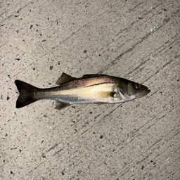 セイゴ（マルスズキ）