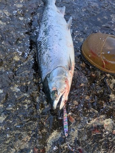 サクラマスの釣果