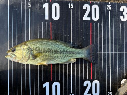 ラージマウスバスの釣果