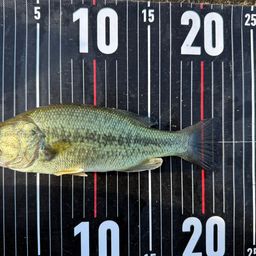 ラージマウスバス