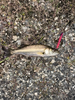 セイゴ（マルスズキ）の釣果