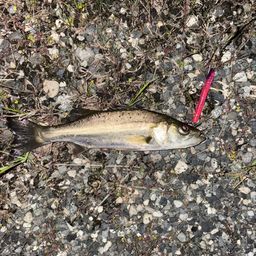 セイゴ（マルスズキ）