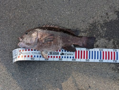 コブダイの釣果