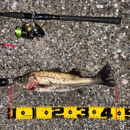 セイゴ（マルスズキ）