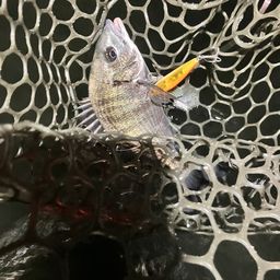 クロダイ